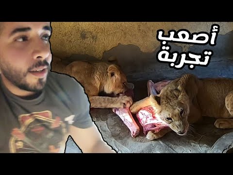 اتحبست فى القفص مع الأسود وهم جعانين 2026