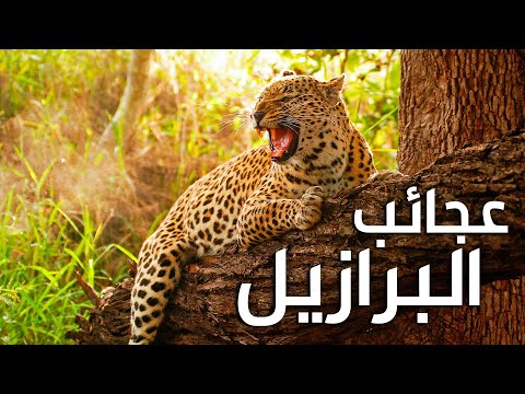 رئة العالم.. البرازيل – موطن العجائب والكائنات المدهشة 2026