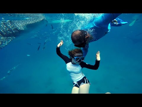 تجربة السباحة مع قرش الحوت !!!! Whale shark 2026