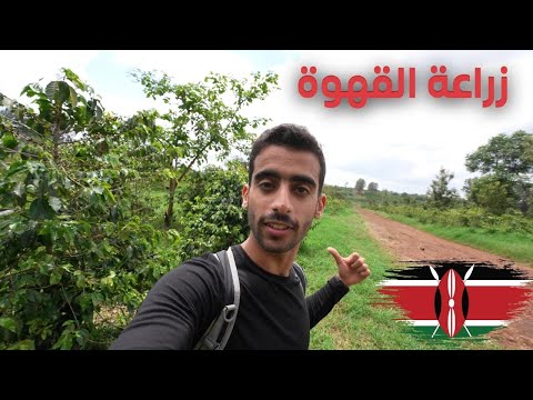 كيف تزرع القهوة 2026