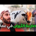 مصارعة الثيران في سلطنة عمان , الرياضة الأشرس 2026