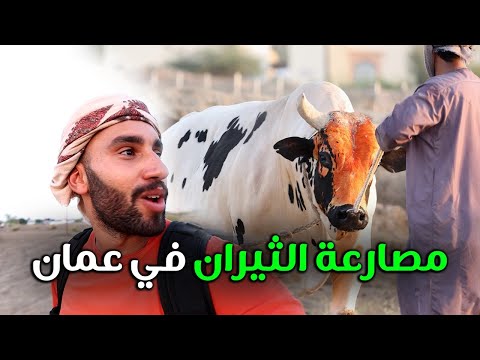 مصارعة الثيران في سلطنة عمان , الرياضة الأشرس 2026