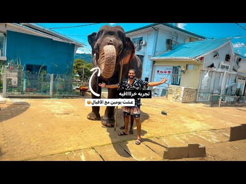 عشت يومين مع الأفيال في أجمل فندق في سريلانكا 🇱🇰 2026