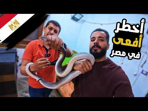 أخطر أفعى في مصر 🐍 | مغامرة صيد الكوبرا مع أحمد الدكروني (موجودة حوالينا في كل حتة 😮) 2026