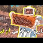 تجربة تربية النحل في الأردن 🇯🇴 2026