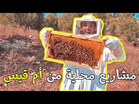 تجربة تربية النحل في الأردن 🇯🇴 2026