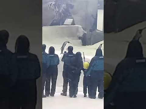 ski dubai 2026