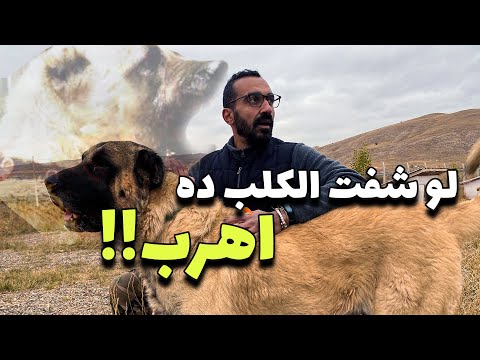 !! أشرس و أقوي كلب يستخدم في الرعي و الحراسة كلب الكانجال التركي 2026