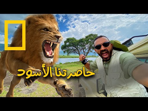 حاصرتنا الأسود في أدغال أفريقيا .. 2026