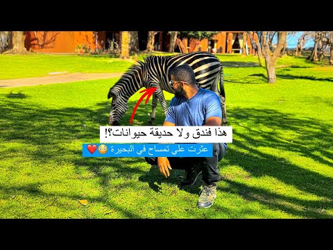 هذا فندق ولا حديقة حيوانات؟!.. عثرت علي تمساح في البحيرة 😳❤️ 2026