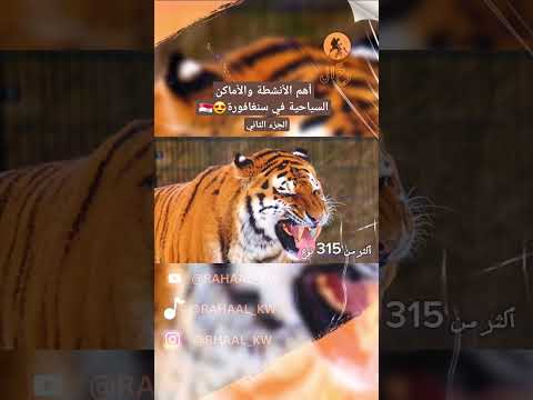 أهم الأنشطة والأماكن السياحية في سنغافورة (الجزء 2) 😍🇸🇬 #سنغافورة #سفر #سياحة #travel #Singapore 2026