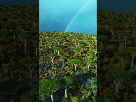 Most Unique Island – Socotra 🇾🇪 2026