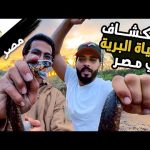 الحياة البرية في مصر 🏜️ 2026