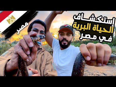 الحياة البرية في مصر 🏜️ 2026