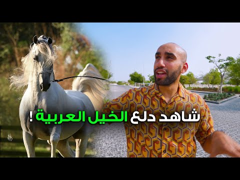 الخيل العربية الأصيلة كما لم تراها من قبل 2026