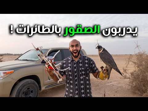 لن تصدق كيف تدرب الصقور في الخليج على الصيد 2026