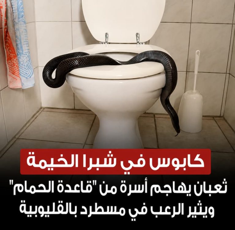 ثعبان يهـ.ـاجم أسرة من “قاعدة الحمام” ويثير الرعـ.ـب في مسطرد بالقليوبية .. تفاصيل الواقعة وحقيقة الحادث