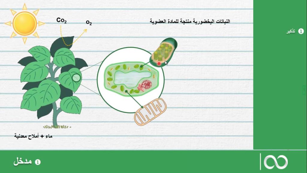 ثانية بكالوريا علوم الحياة والأرض | مدخل لدراسة استهلاك المادة العضوية وتدفق الطاقة