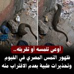 ظهور النمس المصري في الفيوم .. حقيقة خطورته ولماذا حذر الأطباء من الاقتراب منه ؟