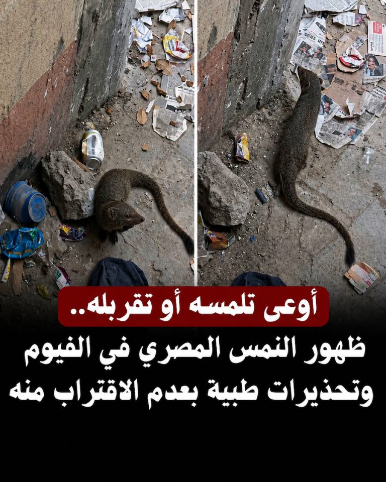 ظهور النمس المصري في الفيوم .. حقيقة خطورته ولماذا حذر الأطباء من الاقتراب منه ؟