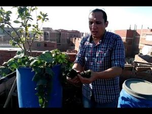 كورس زراعة