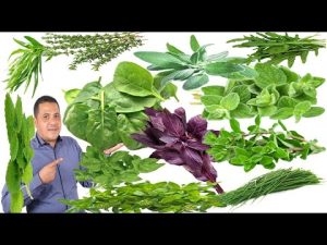 كورس حديقة المطبخ . زراعة الجرجير . زراعة البقدونس . زراعة القزبرة . زراعة النعناع . زراعة الشبت . زراعة السبانخ . زراعة البصل الاخضر . زراعة الجزر . زراعة