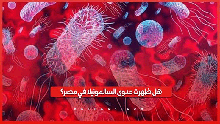 حقيقة انتشار عدوى السالمونيلا في مصر.. الصحة تحسم الجدل